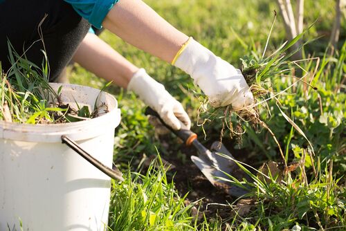 gartenjournal.net