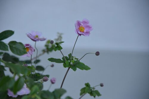 KKV / Veronika Fehle